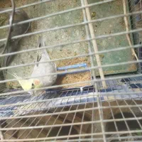 عروس هلندی معامله باسهره