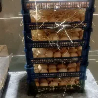 تخم مرغ محلی سبدی