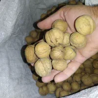 گردو دالاهو|خوردنی و آشامیدنی|دشت ذهاب, |دیوار