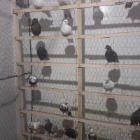 کبوتر|پرنده|گلپایگان, |دیوار