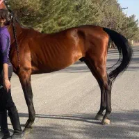 فروش و اجاره اسب ساعتی،روزانه جهت عکاسی،سوارکاری|اسب و تجهیزات اسبسواری|شاندیز, |دیوار