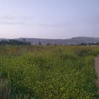 نیازمند باغبان دایمی