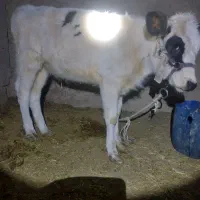 گاو شیری همراه گوساله