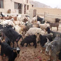 گوسفند زنده و گوشتی همراه با قصاب