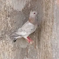 کبوتر دم سفید و نقره ای