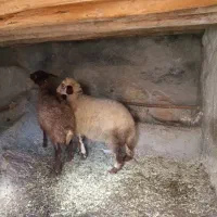 2عدد بره ماده سالم سرحال جفتی 20 ملیون|حیوانات مزرعه|مریوان, |دیوار