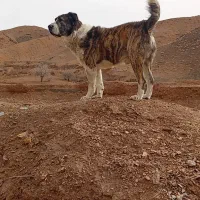 سگ گله ای