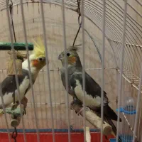 عروس هلندی یک ساله