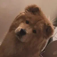 سگ چاو چاو|سگ|تبریز, |دیوار