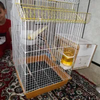 عروس هلندی|پرنده|شوشتر, |دیوار