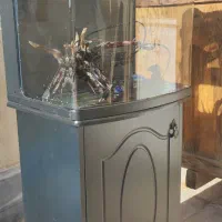 آکواریوم شرکتی دلسا