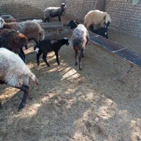 گوسفند|حیوانات مزرعه|انبارآلوم, |دیوار