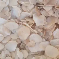 موسیر