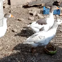 غاز