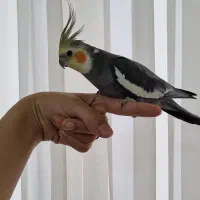 عروس هلندی نر