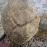 سنگ های قدیمی کلکسونی|کلکسیون اشیاء عتیقه|قم, علی آباد سعدگان|دیوار