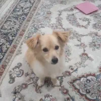 سگه حرف گوش کن بازیگوش|سگ|دیواندره, |دیوار