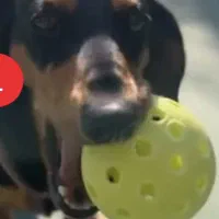 توپ بازی حیوان خانگی|لوازم جانبی حیوانات|تهران, مروارید شهر|دیوار