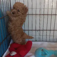 توله سگ پودل تاینی توی عروسک جیبی وزن بلوغ2ونیم|سگ|آمل, |دیوار