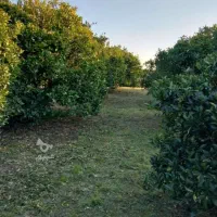 باغ-قابل-ساخت-مسکونی