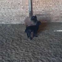 میش بره|حیوانات مزرعه|جوادآباد, |دیوار