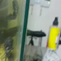 دوعدد ماهی اسکار|ماهی|همدان, |دیوار