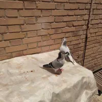 جفت کبوتر شیرازی|پرنده|سوسنگرد, |دیوار