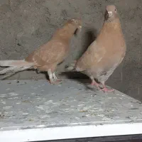 کبوتر زردی|پرنده|نسیم‌شهر, |دیوار