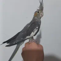 عروس هلندی|پرنده|نقده, |دیوار