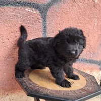 ژرمن رکسی اصیل ، روتوایلر و دوبرمن|سگ|تهران, درکه|دیوار