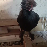 مرغ|حیوانات مزرعه|رشت, جماران|دیوار