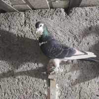 کفتر بوم|پرنده|مشهد, محمدآباد|دیوار