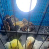 جوجه  مرغ کاکلی تخم گزار  هروز تخم میکنن