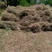 یونجه