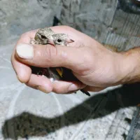 سهره