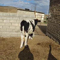 گوساله نر|حیوانات مزرعه|بیله سوار, |دیوار