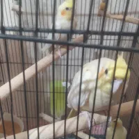 عروس هلندی مولد