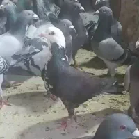 ۹۰ عدد نربال تخت همه مال یه بوم