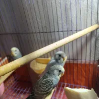 مرغ عشق|پرنده|قم, شهر قائم|دیوار