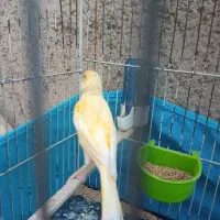 قناری نر خوب|پرنده|اسلام‌شهر, شهرک امام حسین (میان آباد)|دیوار