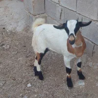 نری  گوشتی وداشتی