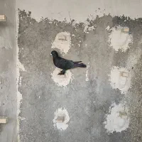 کبوتر سیاه|پرنده|شیراز, شهرک گلها|دیوار