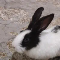 خرگوش