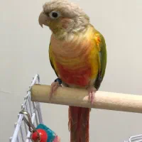 گرینچیک نر اماده دستی سخنگو تست دار|پرنده|مشهد, رضاشهر|دیوار