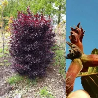 فروش نهال های مثمر و غیر مثمر نهالستان سالم نهال|خدمات باغبانی و درختکاری|سیمین شهر, |دیوار