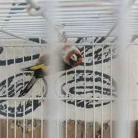 سهره سرسیاه