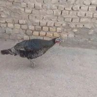 فروش بوقلمون برنز