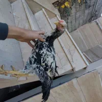 جوجه لاری اصیل|حیوانات مزرعه|سردشت, |دیوار