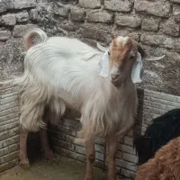 بزغاله دورگ سانن