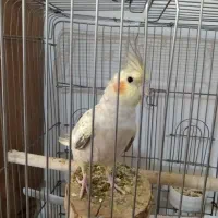 عروس هلندی